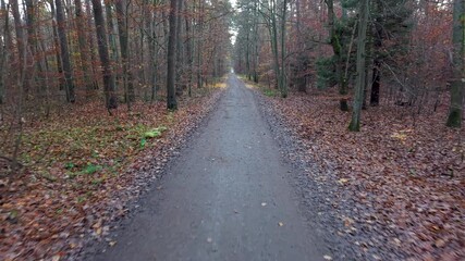 Aerial rural road dark autumn forest Poland 1 4K. Northern Poland. Autumn fall season, brilliant colorful leaves along roads trails. Pine, oak, birch, beech forests with farm agriculture.