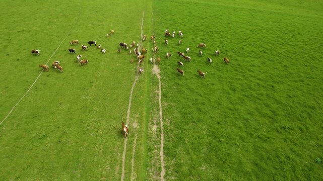 Aerial view of cows running around on a meadow. On a sunny afternoon in summer