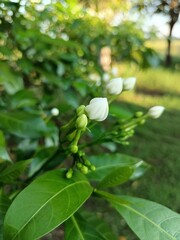 Jasmine flowers that have not yet bloomed, during the day