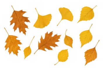 Falling autumn leaves collection with vibrant yellow and brown foliage from oak, ginkgo, and birch on transparent background