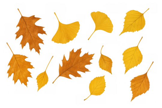 Falling autumn leaves collection with vibrant yellow and brown foliage from oak, ginkgo, and birch on transparent background