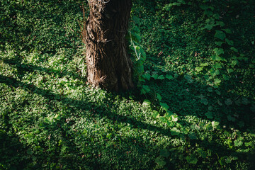 Tree Trunk Base in Green Groundcover with Sunlight and Shadow