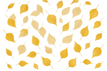 Falling autumn leaves creating a vibrant yellow and orange season pattern with a transparent background