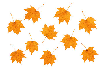 Fototapeta premium Autumn maple leaves falling creating a seasonal pattern with vibrant orange and yellow colors on a transparent background