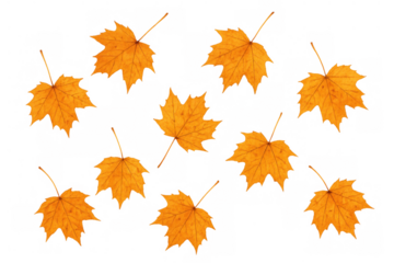 Autumn maple leaves falling creating a seasonal pattern with vibrant orange and yellow colors on a transparent background