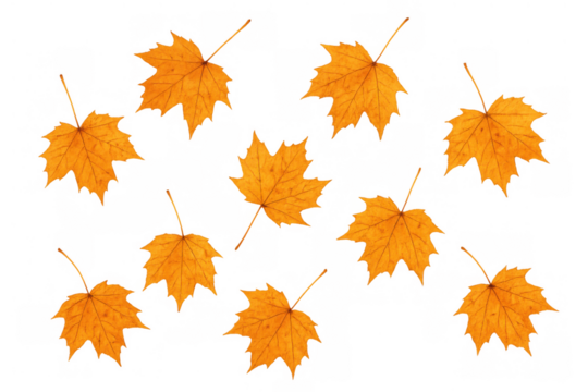 Autumn maple leaves falling creating a seasonal pattern with vibrant orange and yellow colors on a transparent background