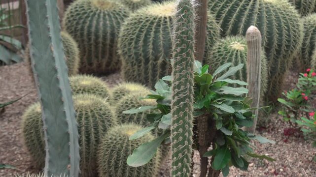 Close up view of an cactus with tilt mode on a cloudy day