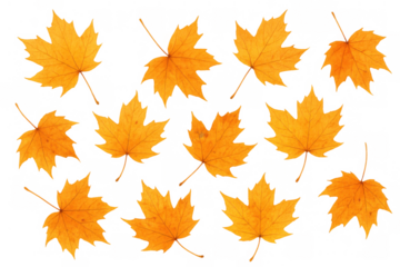 Yellow maple leaves creating an autumn pattern, symbolizing fall season and nature's change on transparent background