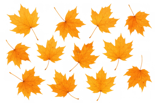Yellow maple leaves creating an autumn pattern, symbolizing fall season and nature's change on transparent background