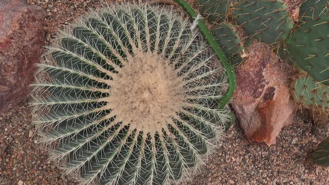 Close up view of an cactus with inception mode on a cloudy day