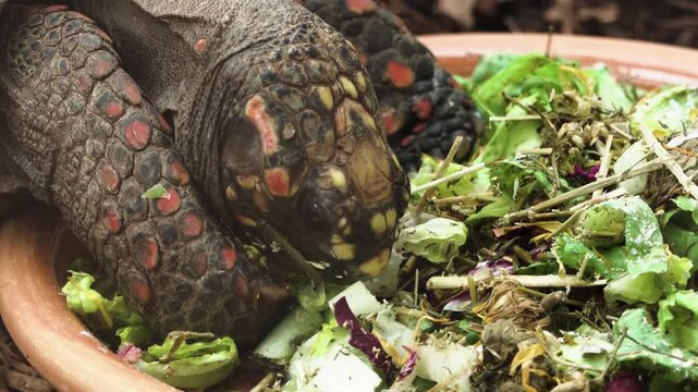 Close up of a land turtle head eating lettuce from a bowl on a sunny day