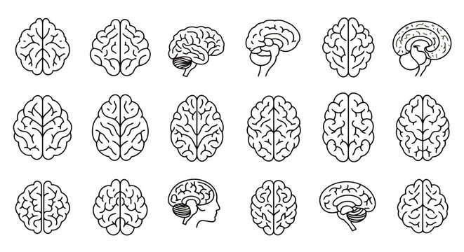 Collection of stylized line art illustrations depicting the human brain from various anatomical angles and perspectives in a clean, modern vector style.