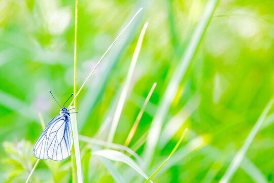 紋白蝶」の写真素材 | 199,541件の無料イラスト画像 | Adobe Stock