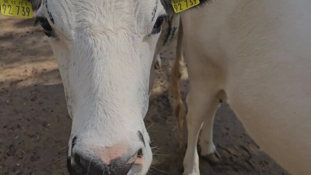 Close up head of a white cows head standing around a barn on a sunny summer day