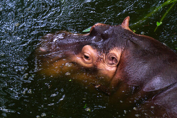 close up of hippopotamus