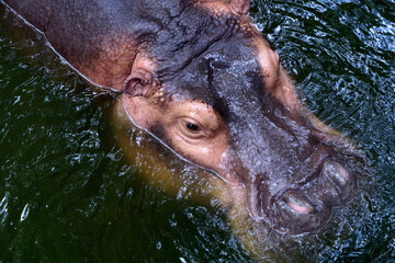close up of hippopotamus