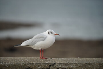 Portrait de mouette