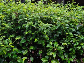 Lush, vibrant green foliage of a dense hedge lines a paved sidewalk, creating a fresh, natural outdoor background.