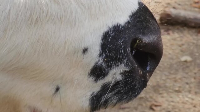 Close up head of a white cows head standing around a barn on a sunny summer day