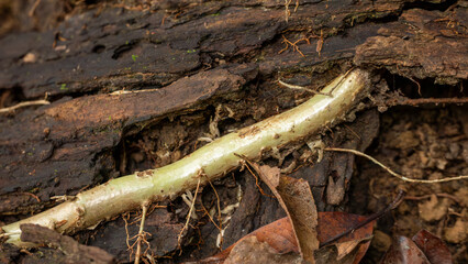 Close-up of a Smooth, Glossy Tree Root Growing Across Dark Wood and Soil