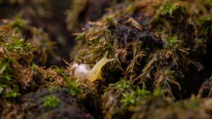 Macro of a Tiny Land Snail Crawling on Textured Green and Brown Moss