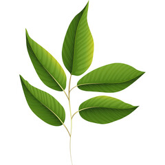 Delicate Branch With Five Green Leaves Displaying Vibrant Veins And Yellow Tints In Soft Natural Lighting Isolated On White Background