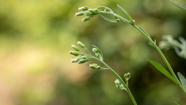 Green Plant Stems with Tight Flower Buds in Sunlight