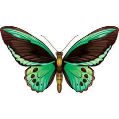 Detailed Close Up Of A Bright Green And Brown Butterfly With Intricate Wing Patterns Isolated On A Transparent Background