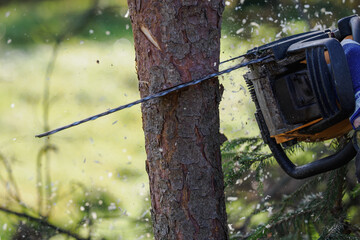 Chainsaw cutting a pine tree trunk outdoors in nature.