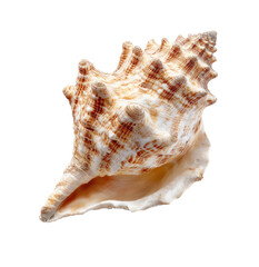 Obraz premium Detailed seashell, light beige & tan spiral