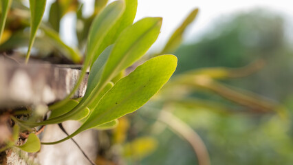 Fototapeta premium Close-up of Green Plant Leaves Growing on Weathered Wood in Sunlight