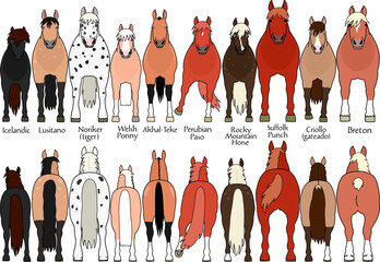 set of various breeds of horses 4, cartoon style, front and rear view