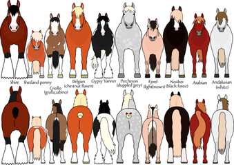 set of various breeds of horses 2, cartoon style, front and rear view