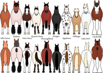set of various breeds of horses 1, cartoon style, front and rear view