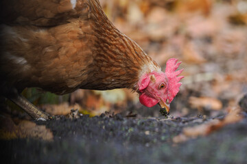 Brown chicken in a close-up of its head searching for food in the soil.
