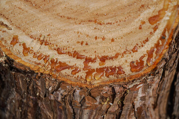 Close-up of resin oozing from a pine tree trunk after a cut.
