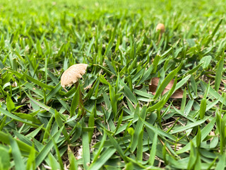 Brown Mushroom on the Grass