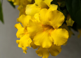 Yellow Flowers (Allamanda cathartica)
