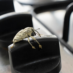 Beetle (Amerrhinus ynca)