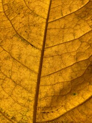 Obraz premium Autumn leaves vein closeup