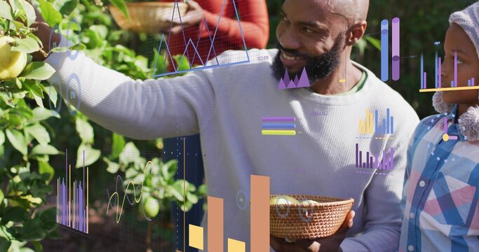 Picking mid-adult man reaching apple tree in backyard garden, with baskets, knit hood, data visuals