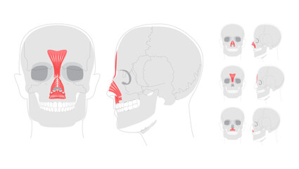 Set of Nasal muscles anatomy diagram, procerus, nasalis transverse part, nasalis alar part, depressor septi labeled, face muscles illustration, medical reference chart, education schematic