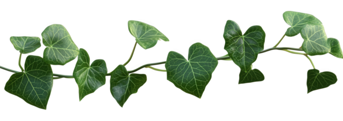 A vibrant green ivy vine, isolated on transparent background, gracefully winds its way across the frame, showcasing its heartshaped leaves and delicate tendrils