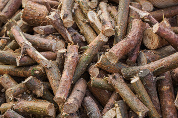 Fototapeta premium Pile of pine wood logs cut into chunks with varying diameters. 