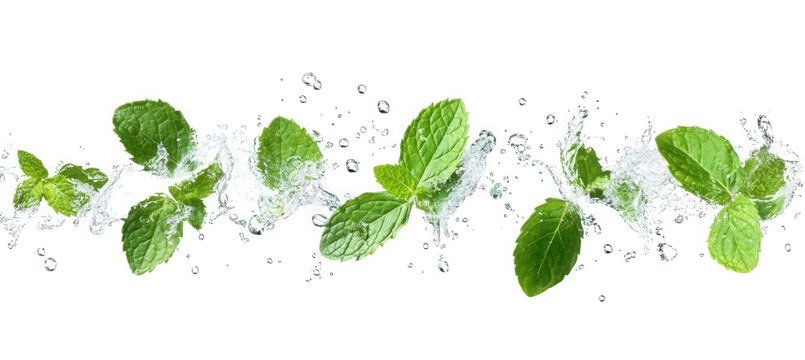 Fresh mint leaves with water splash isolated on transparent background, conveying a sense of refreshment, naturalness, and purity, ideal for culinary or wellness themes