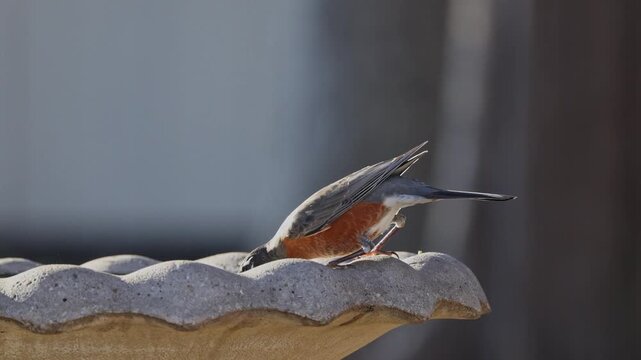 American robin drinking sipping from birdbath. 