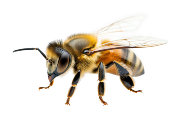 Detailed closeup of a honeybee isolated on transparent background, showcasing its intricate anatomy and golden hues, emphasizing its role in pollination