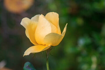 A beautiful rose flower in bloom in mid November 2025 in an urban garden in Northern Ireland UK