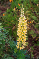 Lupinus or Lupin specimen Chandelieer variety grown in a UK Garden