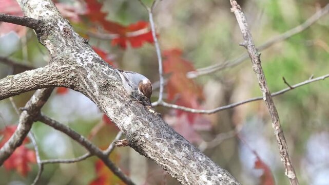 Nuthatch pecking at kernel of corn for food. 